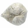Coquillage porambonite fossile - 215 grammes