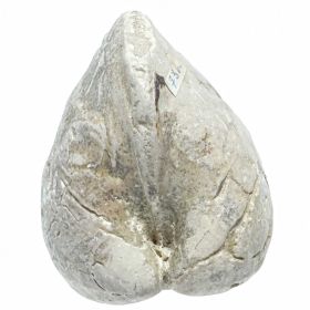 Coquillage porambonite fossile - 215 grammes