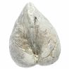 Coquillage porambonite fossile - 215 grammes
