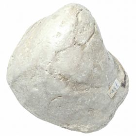Coquillage porambonite fossile - 215 grammes