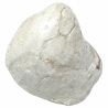 Coquillage porambonite fossile - 215 grammes
