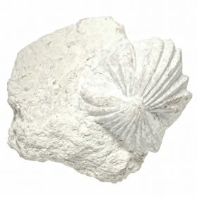 Rhynchonelle fossiles sur gangue - 135 grammes