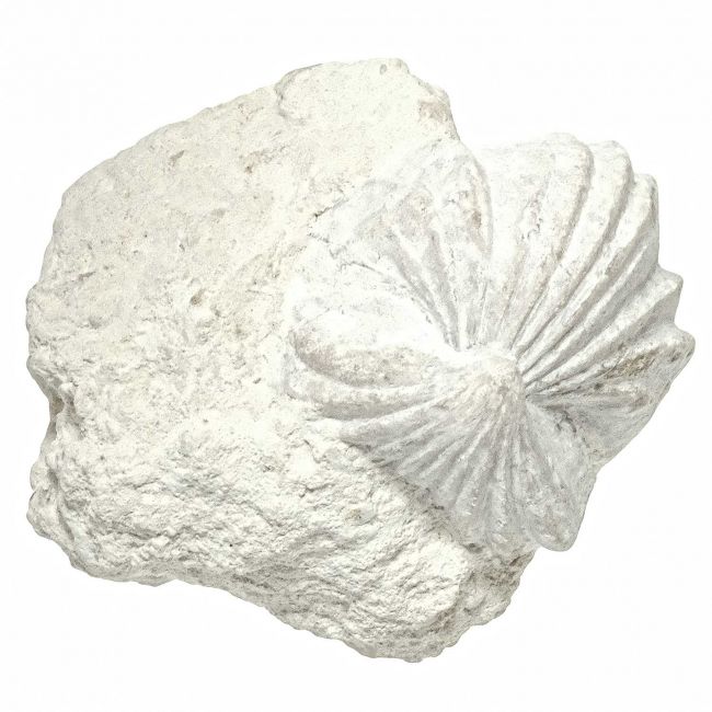Rhynchonelle fossiles sur gangue - 135 grammes