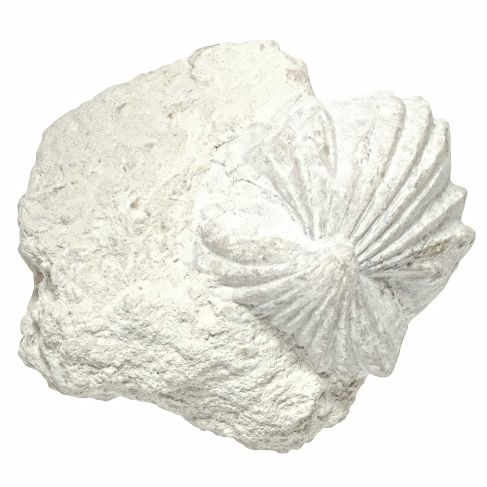 Rhynchonelle fossiles sur gangue - 135 grammes
