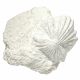 Rhynchonelle fossiles sur gangue - 135 grammes