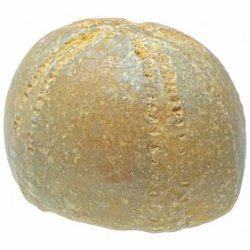 Oursin fossile - 255 grammes