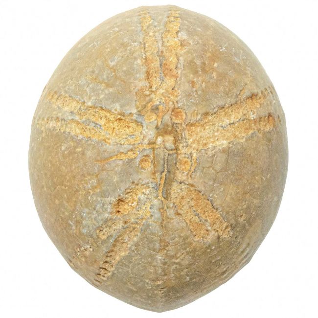 Oursin fossile - 255 grammes