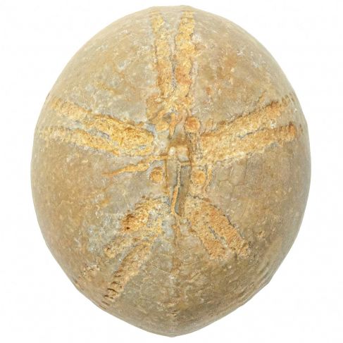Oursin fossile - 255 grammes
