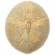 Oursin fossile - 255 grammes