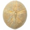 Oursin fossile - 255 grammes