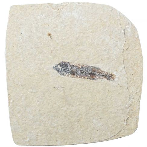 Poisson fossile sur plaque - 7.5 x 7.5 cm