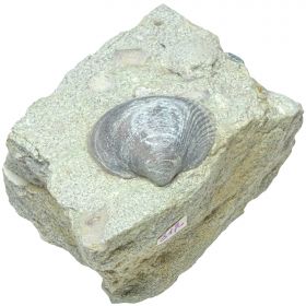 Coquillage fossile protocardia hillana sur gangue - 364 grammes