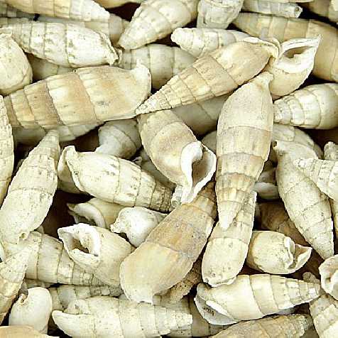 Coquillages rhinoclavis vergatus - 100 grammes