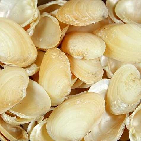 Coquillages nucula nitidosa - 100 grammes