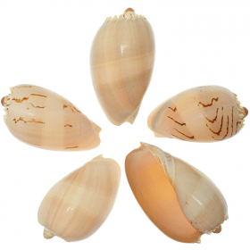 Coquillage voluta melo melo