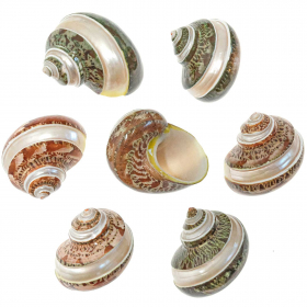 Coquillage turbo petholatus taillés - 4 à 6 cm - Lot de 2