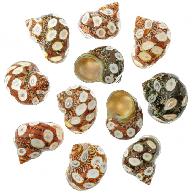 Coquillage turbo petholatus taillés (points) - 4 à 5 cm - Lot de 2