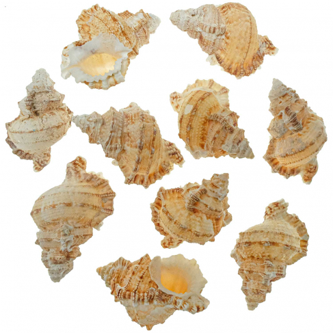 Coquillages bursa tutufa oyamai - 4 à 6 cm - Lot de 6