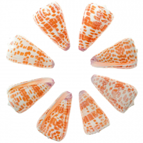 Coquillages conus tessulatus polis - 4 à 6 cm - Lot de 3