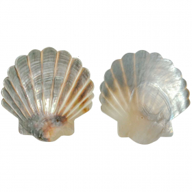 Coquillage pinctada maxima nacré taillé- 8 à 10 cm - A l'unité