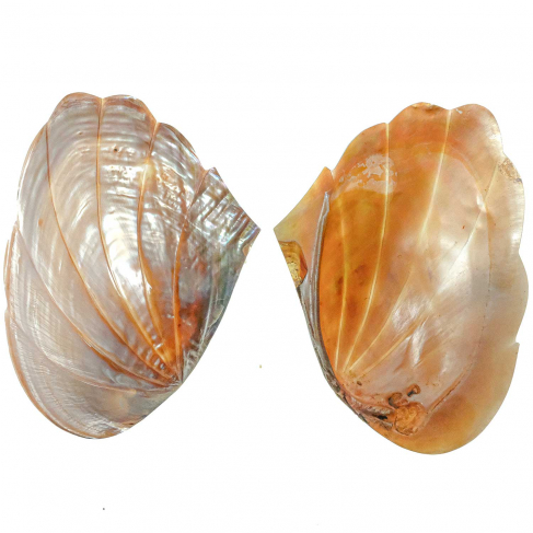 Coquillage moule nacrée taillée éventail - 15 à 17 cm - A l'unité