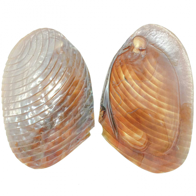 Coquillage moule nacrée taillée - 15 à 17 cm - A l'unité