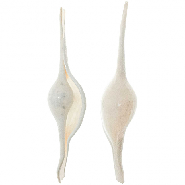 Coquillages volva volva - 8 à 12 cm - Lot de 2