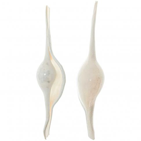 Coquillages volva volva - 8 à 12 cm - Lot de 2