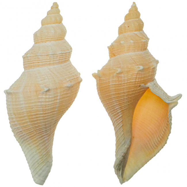 Coquillage hemifusus kawamurai