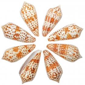 Coquillages conus lynceus polis - 5 à 8 cm - Lot de 5