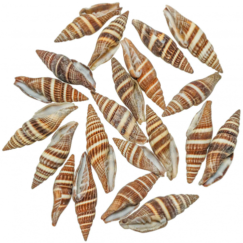 Coquillages vexillum formosense - 3 à 5 cm - 100 grammes