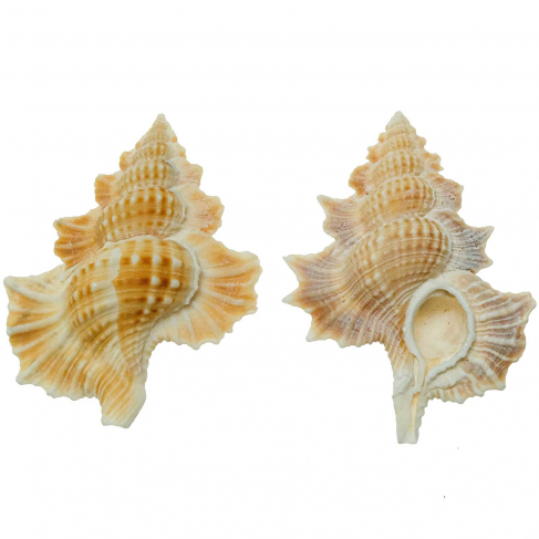 Coquillage Gyrineum aculeatum - 5 à 7 cm - A l'unité