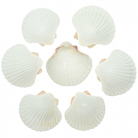 Coquillages pecten diegensis blanc - 7 à 9 cm - Lot de 3