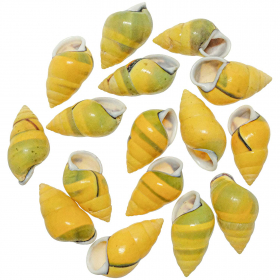 Coquillages amphidromus perversus jaunes - 4 à 5 cm - Lot de 5
