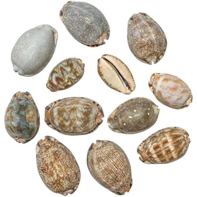 Coquillages cypraea mauritia arabica - 4 à 7 cm - Lot de 5