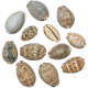 Coquillages cypraea mauritia arabica - 4 à 7 cm - Lot de 5