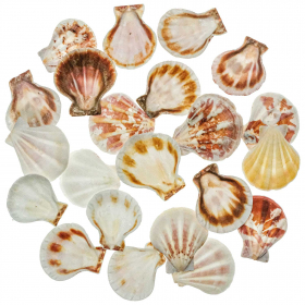 Coquillage mélange de petits pecten - 3 à 4 cm - 100 grammes