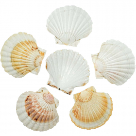 Coquillages pecten maximus - 9 à 12 cm - Lot de 3