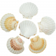 Coquillages pecten maximus - 9 à 12 cm - Lot de 3