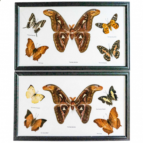 Cadre 37 x 22 cm avec 5 papillons véritables naturalisés - A l'unité