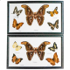 Cadre 37 x 22 cm avec 5 papillons véritables naturalisés - A l'unité