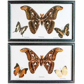 Cadre 32 x 20 cm avec 3 papillons véritables naturalisés - A l'unité
