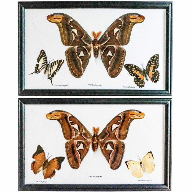 Cadre 32 x 20 cm avec 3 papillons véritables naturalisés - A l'unité