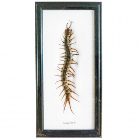 Cadre 12 x 25 cm avecscolopendre véritable naturalisé