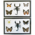 Cadre 32 x 20 cm avec 4 papillons et 1 scorpion véritables naturalisés - A l'unité