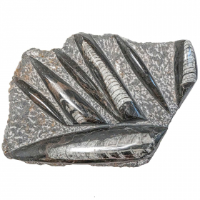 Plaque en marbre fossilifère d'orthocéras - 32 x 22 cm - 2.98 kg