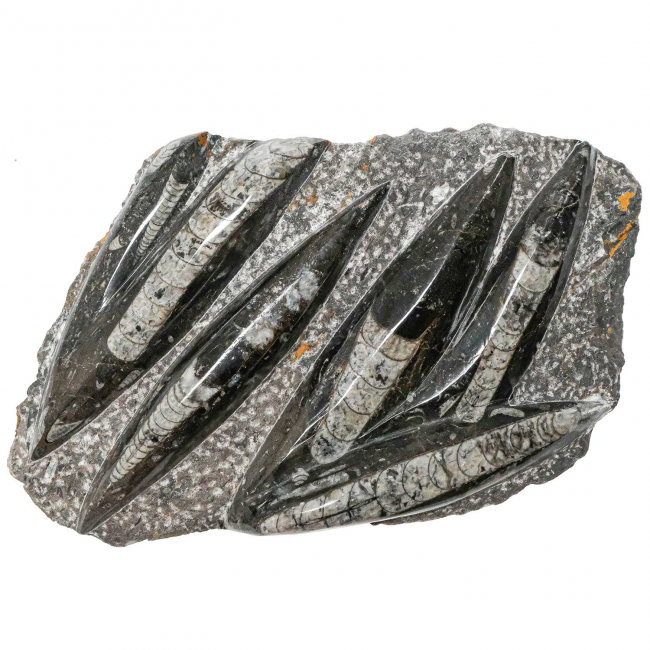Plaque en marbre fossilifère d'orthocéras - 28 x 17 cm - 2.88 kg