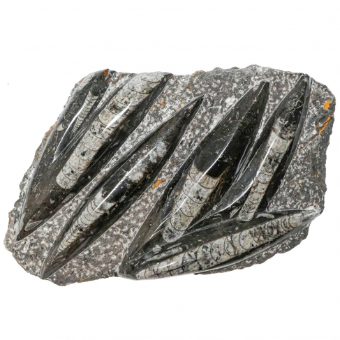 Plaque en marbre fossilifère d'orthocéras - 28 x 17 cm - 2.88 kg