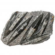 Naturosphère Pierres Brutes Stromatolithe - 250 Grammes - Fossiles Naturels 3-5 Cm
