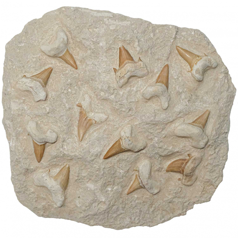 Dents de requins fossilisées sur gangue - 23 x 22 cm - 4.6 kg